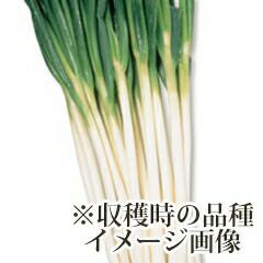 ねぎ苗 【石倉ネギ 1束（約25～30本）】 レビュー | 農業屋.com