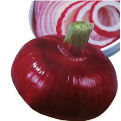 玉ねぎ苗 | 農業屋.com