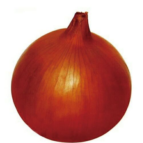 玉ねぎ苗 ネオアース 2000本 （玉ねぎ苗 2000本 野菜）