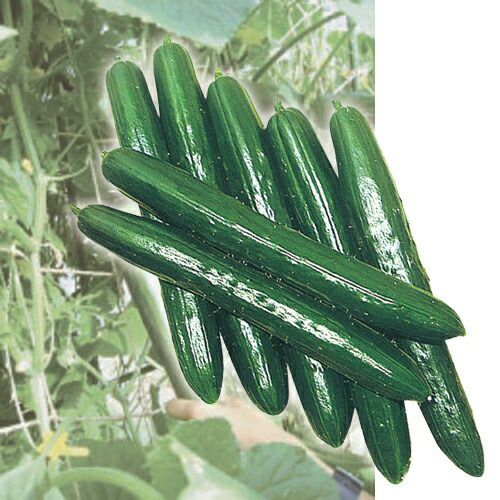 接ぎ木苗 | 農業屋.com