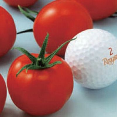 接木苗予約受付中　❗️‼️ 国華園オンラインショップ / 野菜苗（接木）