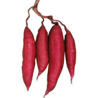 通常苗 | 農業屋.com