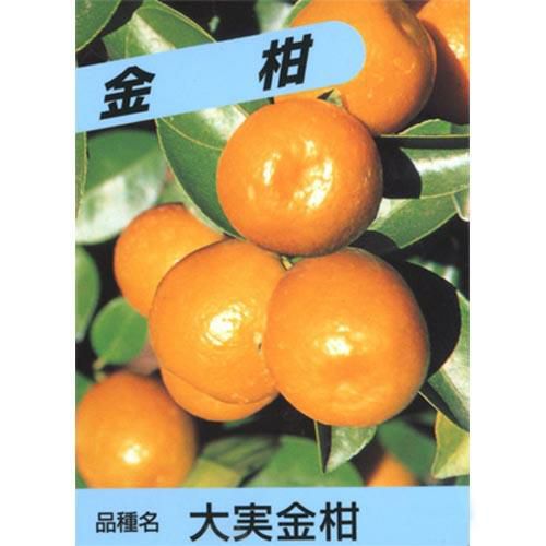 ブランディー様大実金柑