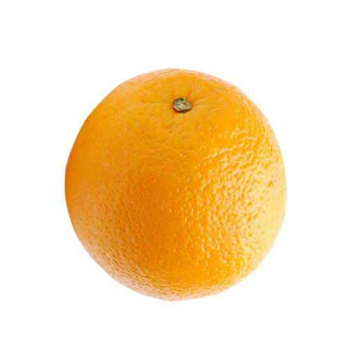 柑橘類の苗 【 ネーブルオレンジ 】 1年生苗木