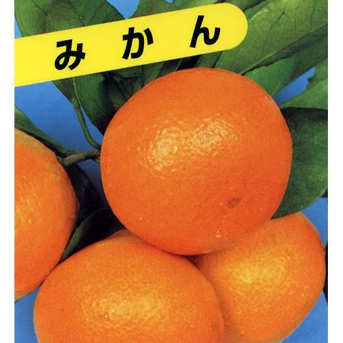 柑橘類の苗 【 青島温州みかん 】 1年生苗木 | 農業屋.com