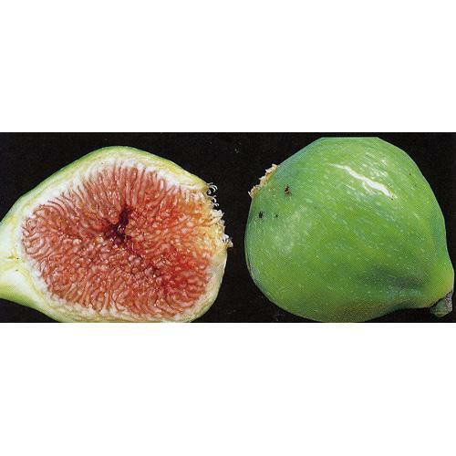 果樹苗 イチジク 【 キング 1年生苗 】 | 農業屋.com