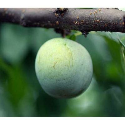 すもも | 農業屋.com