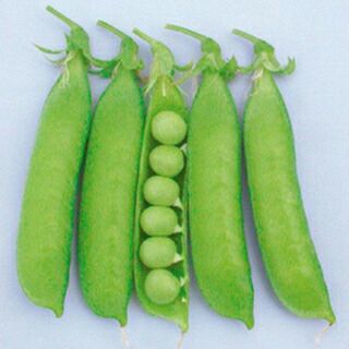 つるあり うすいえんどう | 株式会社ウタネ