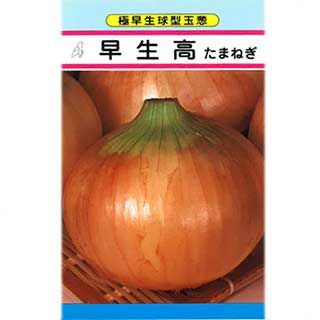  たまねぎ 種 【 早生高 】 小袋（3ml） ( たまねぎの種 )