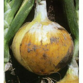 俊くん♪ ターザン タマネギ 種子 七宝 100g 2缶 楽天市場】【有機種子】 タマネギ/黄タマネギ/ラインスブルハー