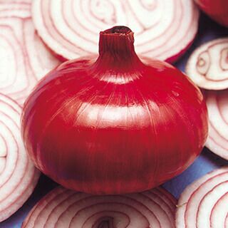 たまねぎ 種 【 くれない 】 10ｇ