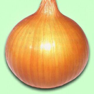 たまねぎ 種 【 ラムダ二号 】 2dl | 農業屋.com