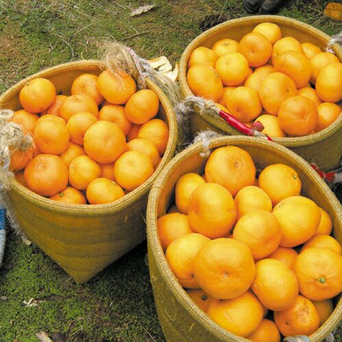 味好みかん ちび 5kg 和歌山県下津町 | 農業屋.com
