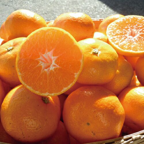 ブロッコリー 種 【 BL－456 】 ペレット5千粒 ( ブロッコリーの