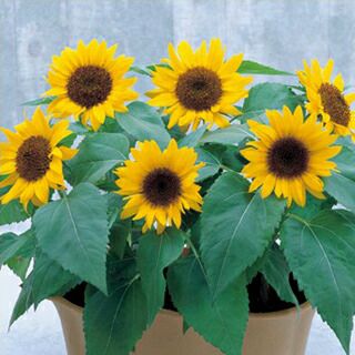 000000008932-01-l.jpg?t=