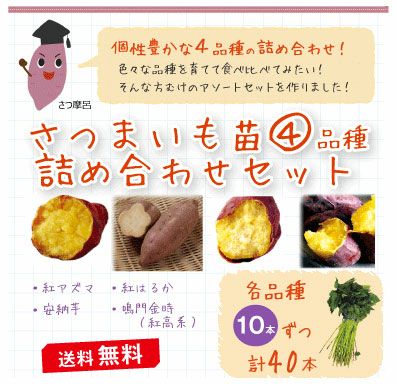 【送料無料】 さつまいも苗 詰め合わせセット 10本×4品種 