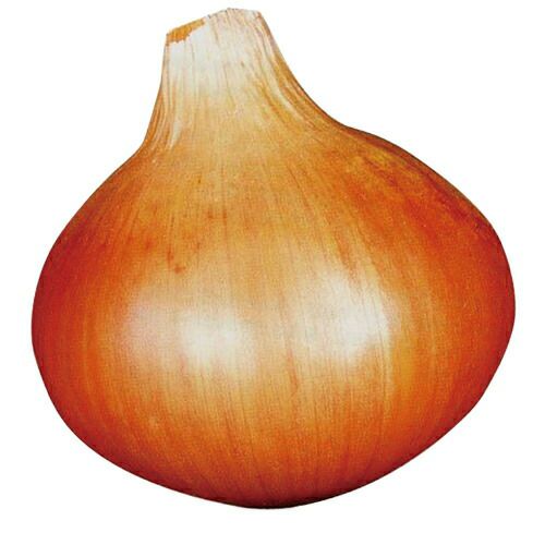 送料無料】 さつまいも苗 詰め合わせセット 10本×4品種 ( 紅