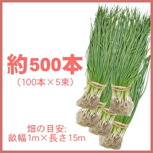 北海道産 無農薬 玉ねぎ 苗 極早生品種 ラスト100本 - メルカリ