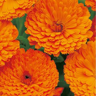 金盞花（キンセンカ） 種 【 中安 】 1dl | 農業屋.com