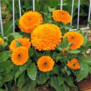 キンセンカ様 ヒメキンセンカ - 植物図鑑 - エバーグリーン