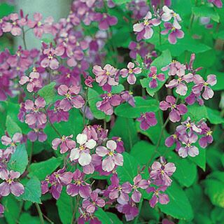 〈poteo〉オオアラセイトウ(ショカッサイ)種 300粒×50袋 紫花菜(ショカッサイ) 種 【 紫花菜 】 1dl | 農業屋.com