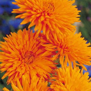 金盞花（キンセンカ） 種 【 オレンジ ポーキュパイン 】 小袋