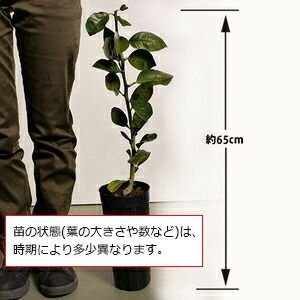 柑橘類の苗 とげなし柚子2年生苗木 農業屋 Com