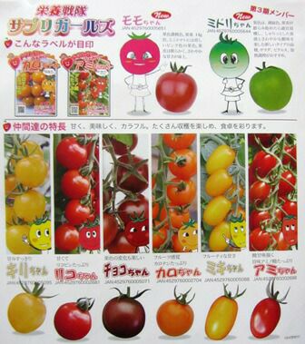 ミニトマト 種 【 ミドリちゃん 】 8粒 （ 種 野菜 野菜種子 野菜種