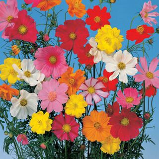 000000011439-01-l.jpg?t=