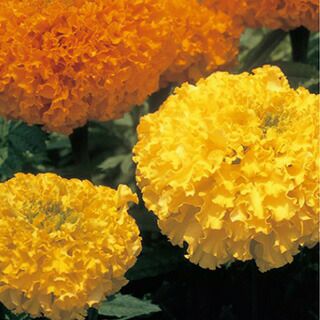 アフリカンマリーゴールド 農業屋 Com