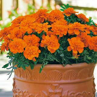 フレンチマリーゴールド | 農業屋.com