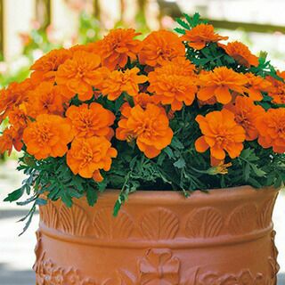 000000011769-01-m.jpg?t=