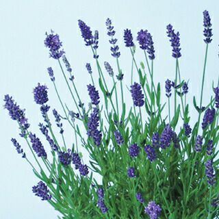 000000011835-01-l.jpg?t=