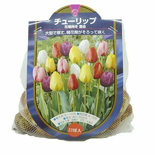 花の球根 チューリップ そろって咲くチューリップ 花壇用 球根 球入 農業屋 Com 花の球根 チューリップ そろって咲くチューリップ 花壇用 球根 球入 農業屋 Com