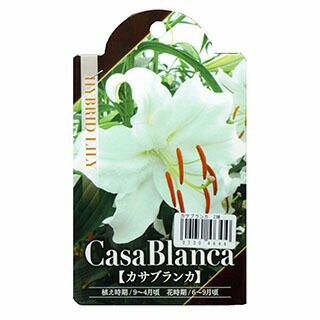 信州産 カサブランカ 白・濃い桃色 花の球根 【 オリエンタル系百合