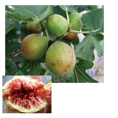 いちじく | 農業屋.com