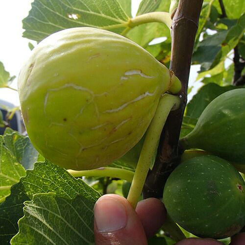 果樹苗 イチジク 【 フランダース 1年生苗 】 | 農業屋.com