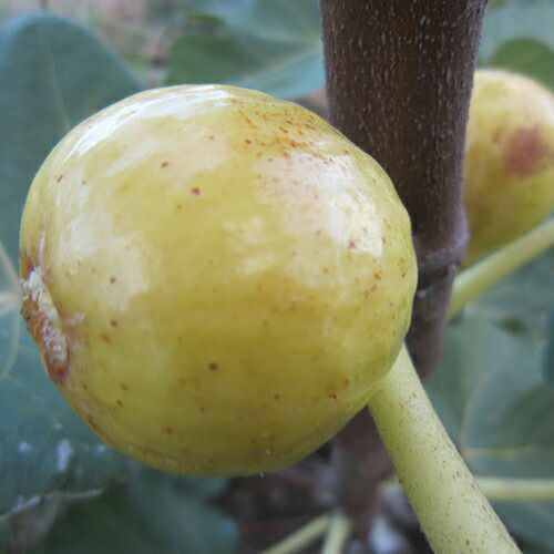 いちじく | 農業屋.com