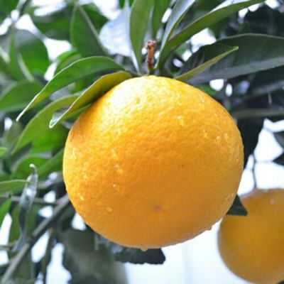 柑橘類の苗 【 みはや 1年生苗木 】 | 農業屋.com
