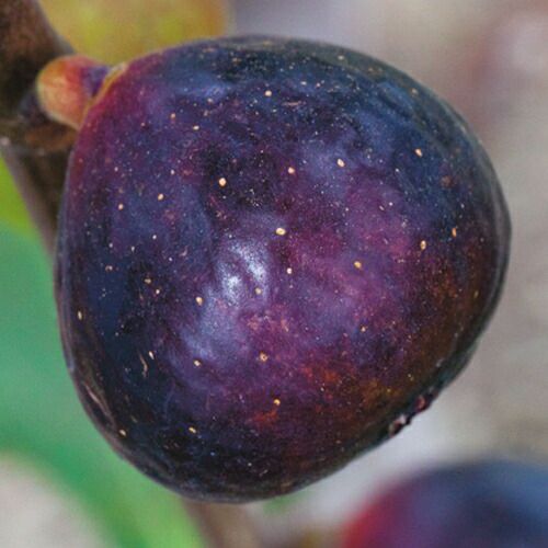 いちじく | 農業屋.com