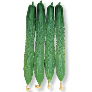 キュウリ 種 【 黒さんご 】 20ml ( キュウリの種 ) | 農業屋.com