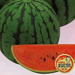 スイカ 種 【 愛娘なつこDX 】 小袋(7粒) ( スイカの種 ) | 農業屋.com