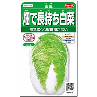 白菜 白菜 種 【 畑で長持ち白菜 富風 】 実咲小袋 ( 白菜の種 ) | 農業屋.com
