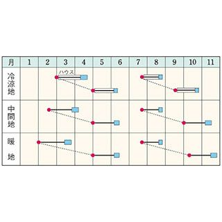 ホウレンソウ 種 【 TSP－536 】 AM3万粒 ( ホウレンソウの種 )
