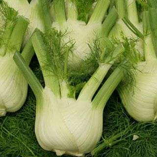 フィノッキオ フローレンスフェンネル 種 ナポリ 小袋 約80粒 野菜種 西洋野菜 グストイタリア 農業屋 Com