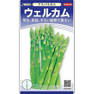 大注目 000000016984-01-l.jpg?t= 種・苗