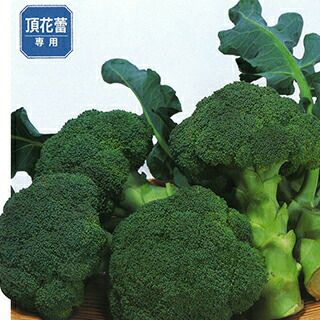 000000017031-01-l.jpg?t=