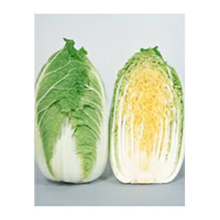 いま人気のアイテム ハクサイ ハクサイの種 ( 実咲小袋 】 春白菜ゆめぶき502 【 種 野菜