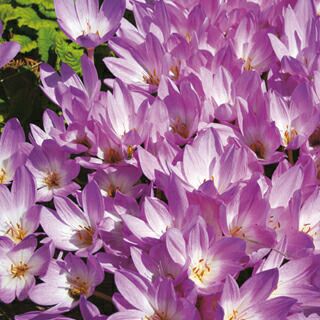 花の球根 コルチカム ザ ジャイアント 1球入り 花の球根 農業屋 Com