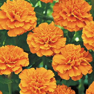 フレンチマリーゴールド | 農業屋.com